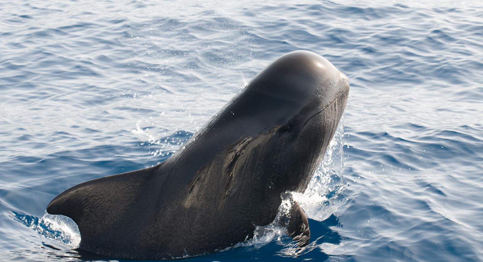 Ballenas en Gran Canaria