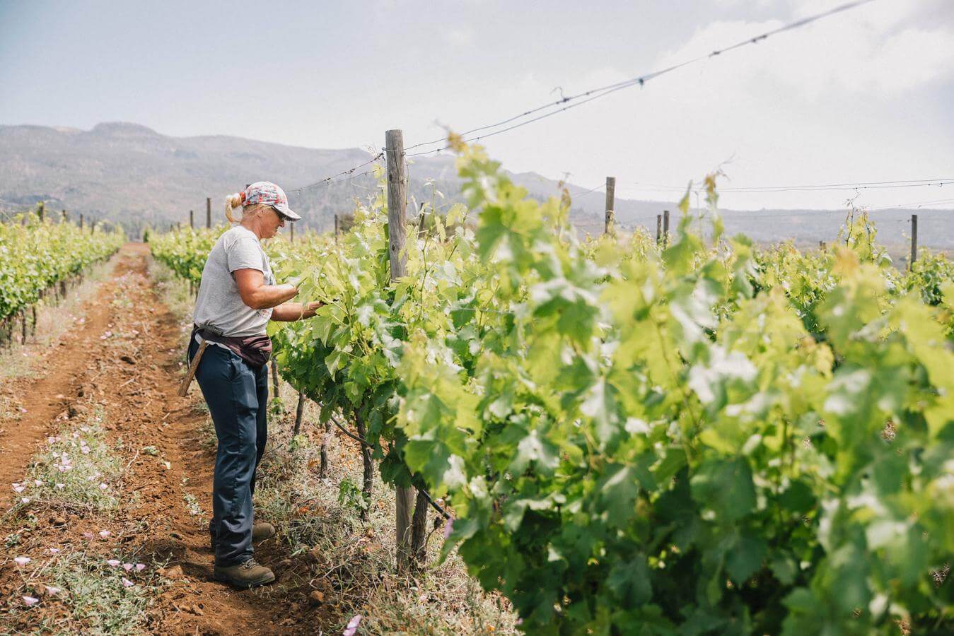 Bodegas Altos Trevejo - Tenerife