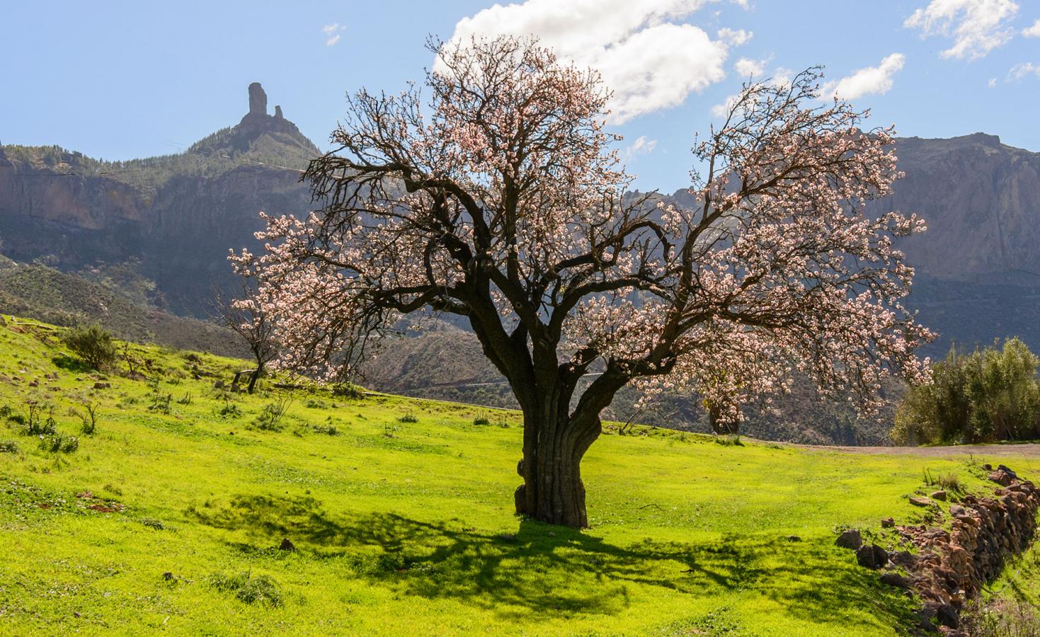 Gran Canaria.