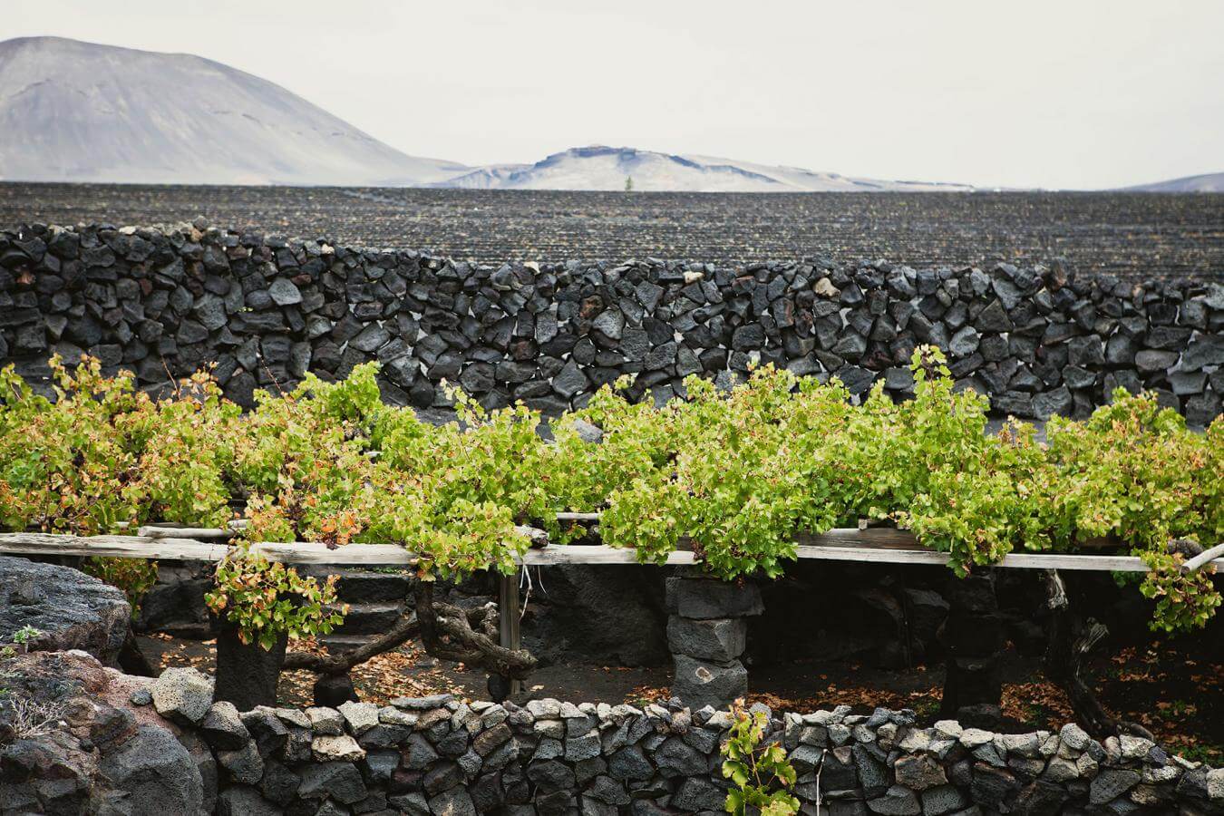Lanzarote. La Geria