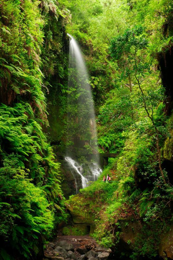 Bosque de Los Tilos