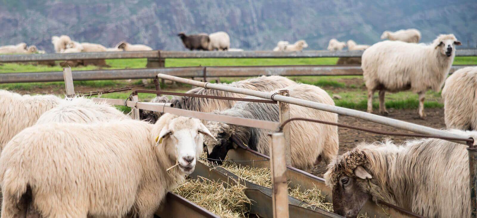 Quesería Cortijo de Caideros. Gran Canaria.