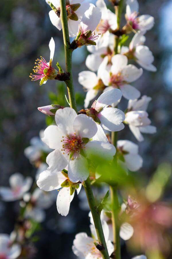 Almendro en flor, La Palma